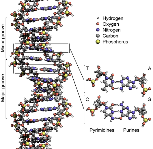 The DNA double helix (each point represents an atom); http://en.wikipedia.org/wiki/File:DNA_Structure%2BKey%2BLabelled.pn_NoBB.png DNA