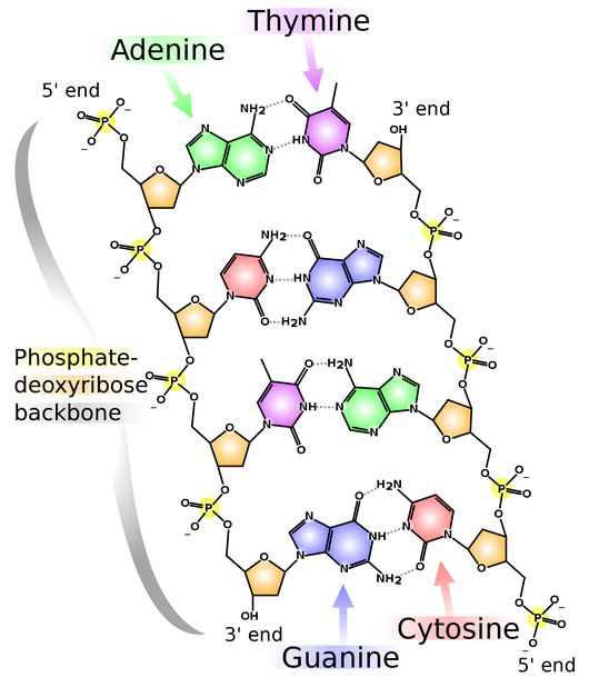 http://en.wikipedia.org/w/index.php?title=File:DNA_chemical_structure.svg&page=1 Complementarity