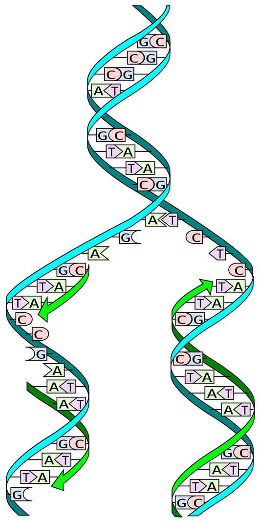 http://en.wikipedia.org/wiki/File:DNA_replication_split.svg DNA Replication
