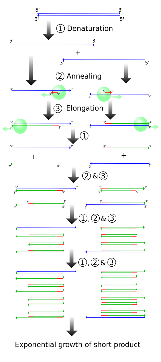 http://en.wikipedia.org/wiki/File:PCR.svg Schematic drawing of the PCR cycle.