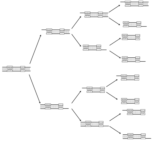 Taken from Jones & Pevzner, An Introduction to Bioinformatics Algorithms PCR Branching