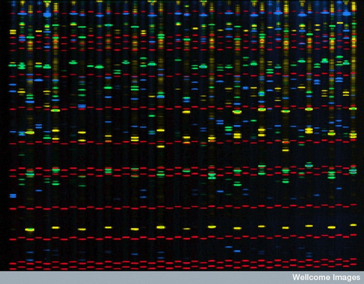 Courtesy Wellcome Images PCR Fingerprinting