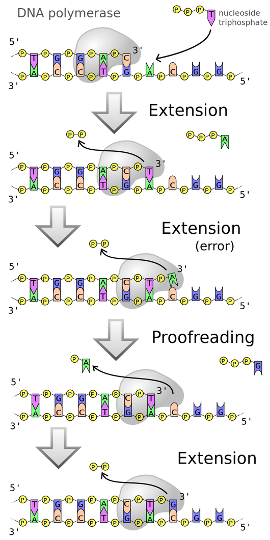 http://en.wikipedia.org/wiki/File:DNA_polymerase.svg Proofreading