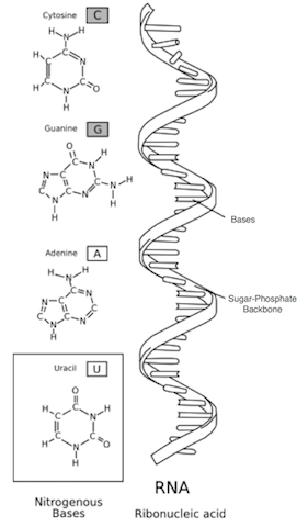 Ribose nucleic acid; adapted from http://en.wikipedia.org/wiki/File:RNA-comparedto-DNA_thymineAndUracilCorrected.png RNA