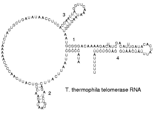 Taken from http://en.wikipedia.org/wiki/File:Ciliate_telomerase_RNA.JPG RNA Folding