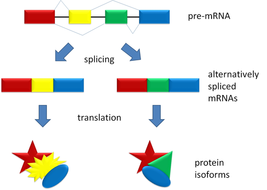 http://en.wikipedia.org/wiki/File:Splicing_overview.jpg Alternative Splicing