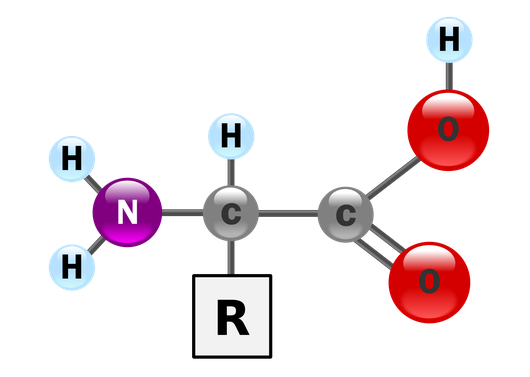 http://en.wikipedia.org/w/index.php?title=File:AminoAcidball.svg&page=1 Amino Acid