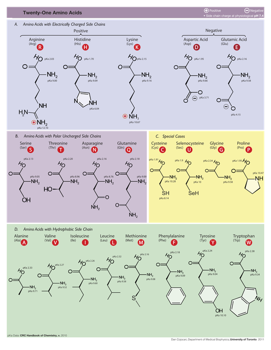 Courtesy Dan Cojocari, U. of Toronto; http://en.wikipedia.org/wiki/File:Amino_Acids.svg Amino Acid Table
