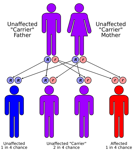 http://en.wikipedia.org/wiki/File:Autorecessive.svg #