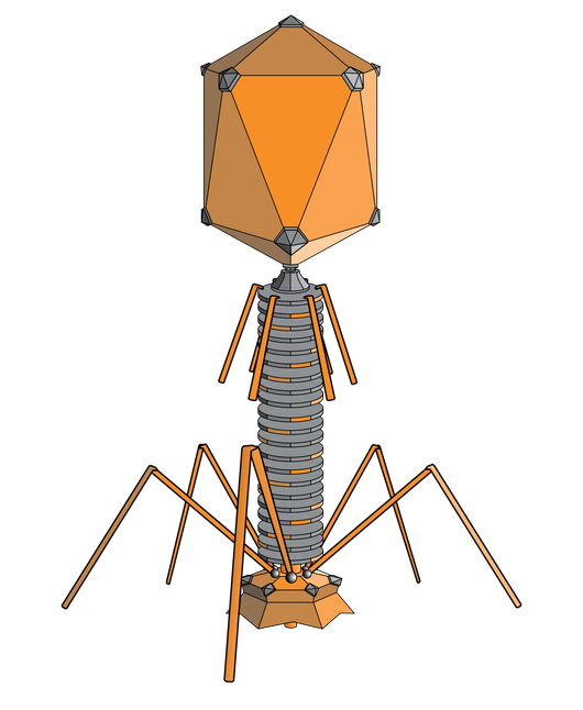 http://en.wikipedia.org/w/index.php?title=File:PhageExterior.svg&page=1 Bacteriophage