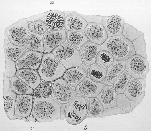 The building blocks of cells; http://en.wikipedia.org/wiki/File:Wilson1900Fig1.jpg Cells