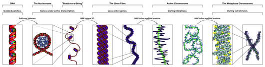 http://en.wikipedia.org/wiki/File:Chromatin_Structures.png Chromatin