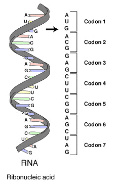 Codons taken from a strand of RNA; http://en.wikipedia.org/wiki/File:RNA-codons.png Codon
