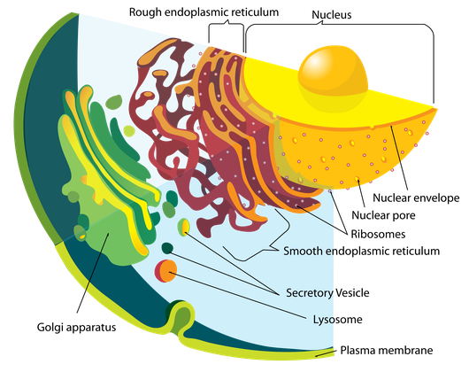 http://en.wikipedia.org/wiki/File:Endomembrane_system_diagram_en.svg Eukaryote
