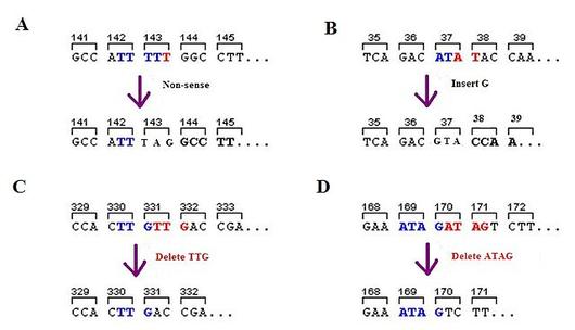 http://en.wikipedia.org/wiki/File:Frameshift_mutation.jpg Frameshift mutation