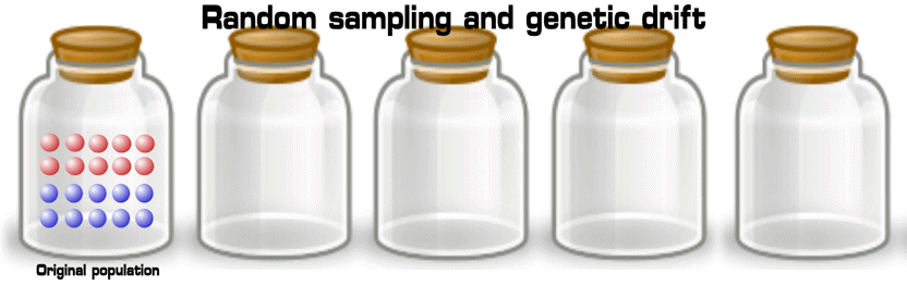 http://en.wikipedia.org/wiki/File:Random_sampling_genetic_drift.gif Genetic Drift