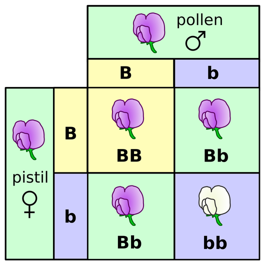 http://en.wikipedia.org/wiki/File:Punnett_square_mendel_flowers.svg Genotype
