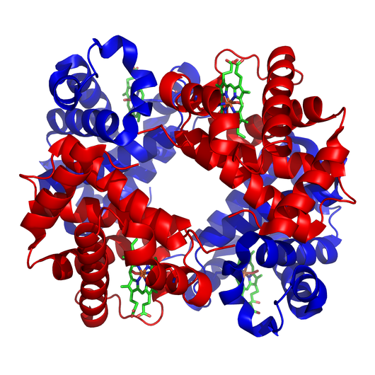 http://en.wikipedia.org/wiki/File:1GZX_Haemoglobin.png Hemoglobin