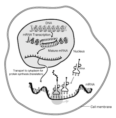 The life of an mRNA molecule; http://en.wikipedia.org/wiki/File:MRNA-interaction.png mRNA