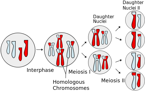 Events involving meiosis, showing chromosomal crossover; http://en.wikipedia.org/w/index.php?title=File:Meiosis_Overview.svg&page=1 Meiosis