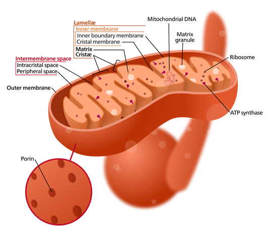 http://en.wikipedia.org/wiki/File:Mitochondrion_%28borderless_version%29-en.svg Mitochondrion