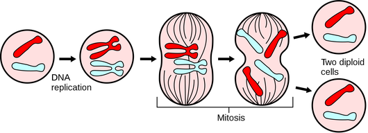 http://en.wikipedia.org/w/index.php?title=File:Major_events_in_mitosis.svg&page=1 Mitosis