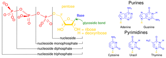 http://en.wikipedia.org/w/index.php?title=File:Nucleotides_1.svg&page=1 Nucleotide