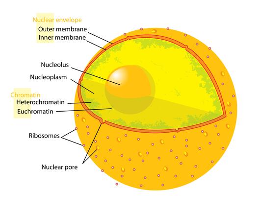 http://en.wikipedia.org/wiki/File:Diagram_human_cell_nucleus.svg Nucleus