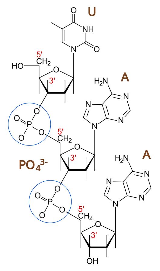 http://en.wikipedia.org/wiki/File:Phosphodiester_Bond_Diagram.svg Phosphodiester bond