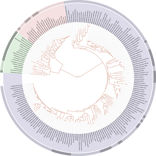 http://en.wikipedia.org/w/index.php?title=File:Tree_of_life_SVG.svg&page=1 Phylogeny
