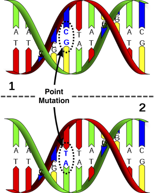 Taken from http://en.wikipedia.org/wiki/File:Dna-SNP.svg Point Mutation