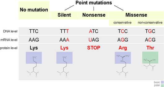 Types of point mutations with examples. From http://en.wikipedia.org/wiki/File:Point_mutations-en.png Types of Point Mutations