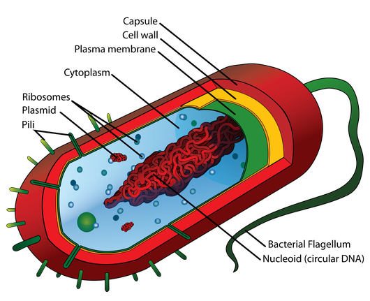 http://en.wikipedia.org/wiki/File:Average_prokaryote_cell-_en.svg Prokaryote