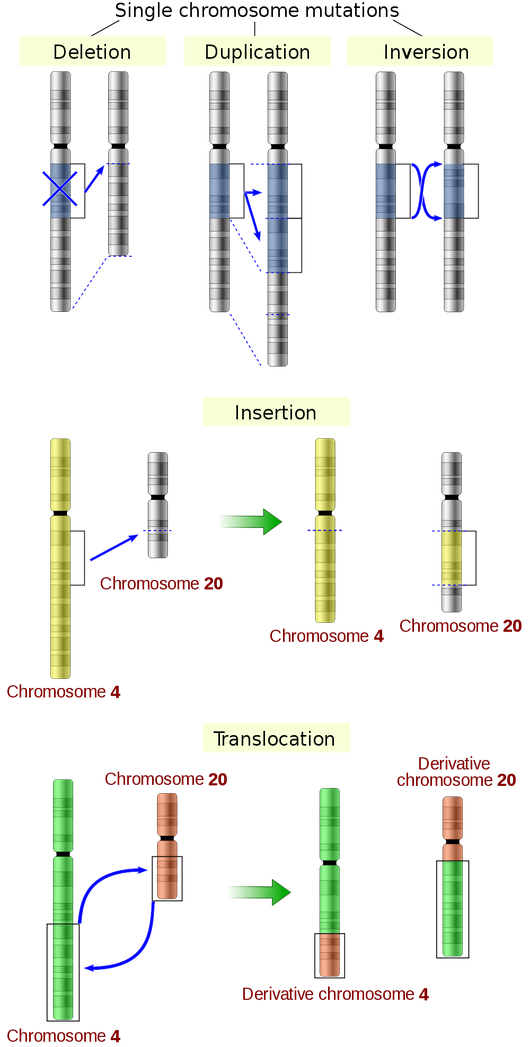 http://en.wikipedia.org/w/index.php?title=File:Chromosomes_mutations-en.svg&page=1 Rearrangement