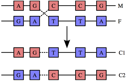 http://en.wikipedia.org/wiki/File:Chromosomal_Recombination.svg Recombination