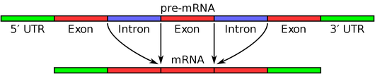 http://en.wikipedia.org/w/index.php?title=File:Gene_structure.svg&page=1 Intron