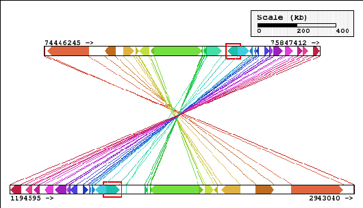 The synteny blocks in mouse chr 11 (top) and human chr 17 (bottom), both of which contain the RPA1 gene. (c) http://cinteny.cchmc.org Synteny block
