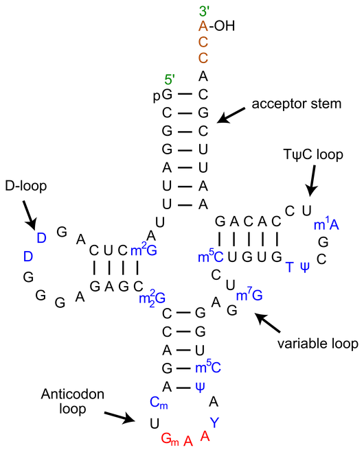 http://en.wikipedia.org/wiki/Transfer_RNA tRNA