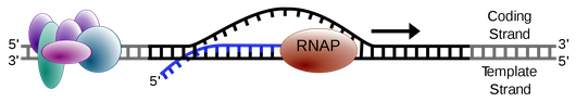 http://en.wikipedia.org/wiki/File:Simple_transcription_elongation1.svg RNA transcription