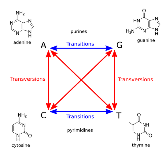 Definition of transitions and transversions. Transversion