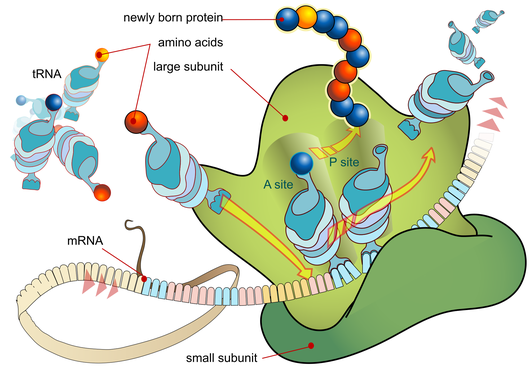 http://en.wikipedia.org/wiki/File:Ribosome_mRNA_translation_en.svg Translation